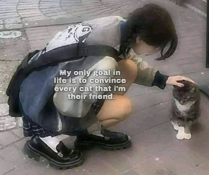 Two adorable cats posing together